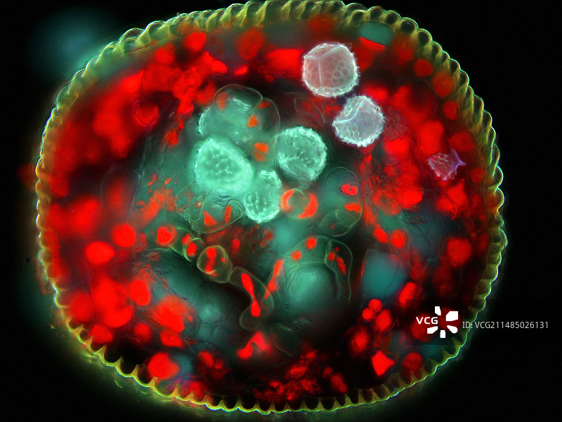 角苔孢子细胞，光镜照片图片素材