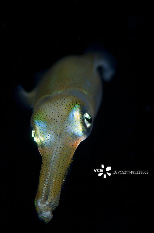 年轻的大鳍礁乌贼在夜间图片素材