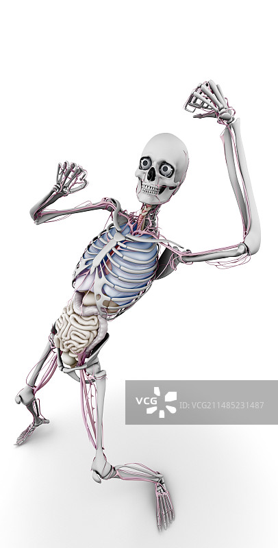 男性骨骼和器官，艺术品图片素材