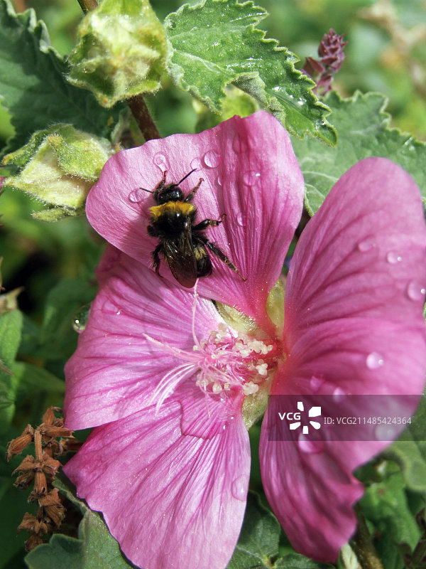 蜜蜂在Lavatera花上图片素材