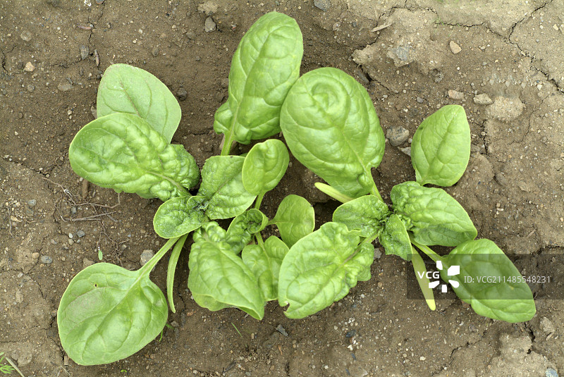 菠菜的植物图片素材
