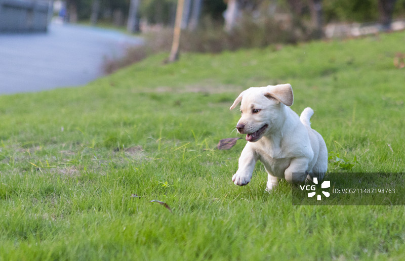 一只拉布拉多幼犬在公园的草地上快乐玩耍图片素材