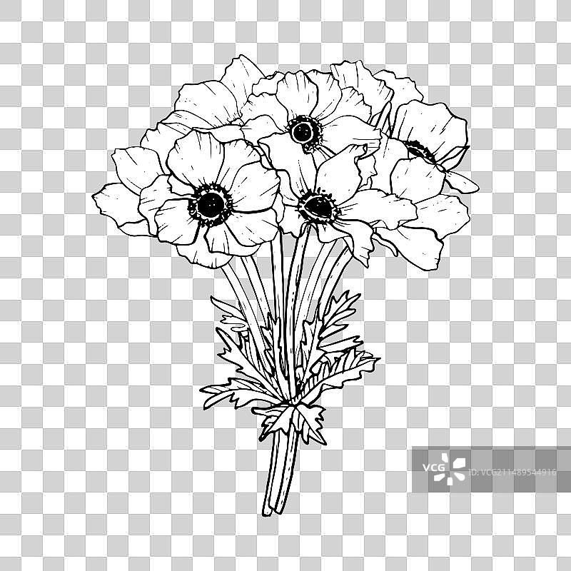 优雅的黑白相间的银莲花花香图片素材