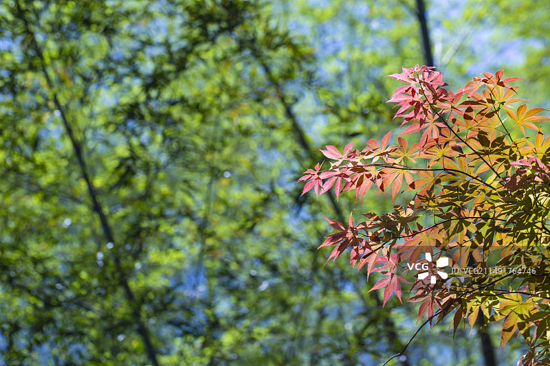 阳光下翠绿竹林前面绯红色的鸡爪槭树叶图片素材
