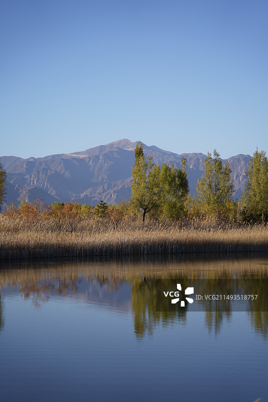 野鸭湖湿地公园芦苇荡图片素材