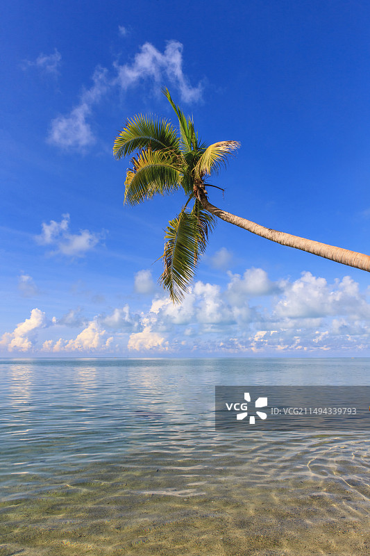 西沙群岛的海椰子树图片素材