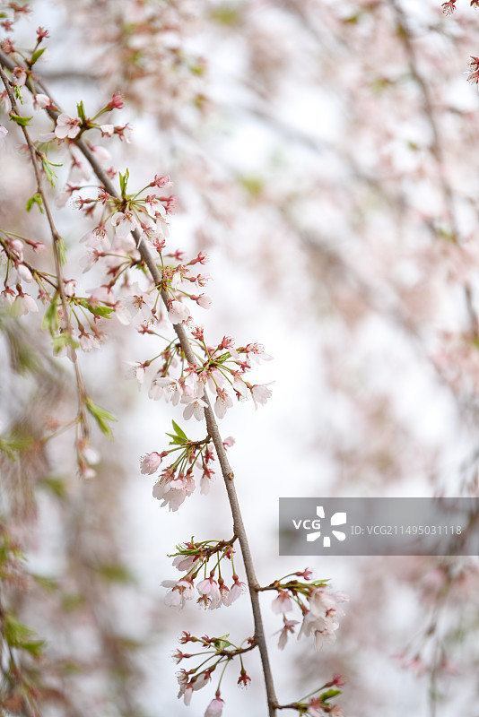北京玉渊潭公园春天白色垂樱花簇全景图片素材