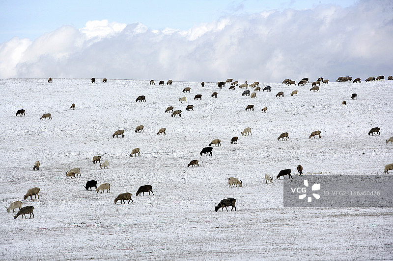 雪山上的羊群图片素材