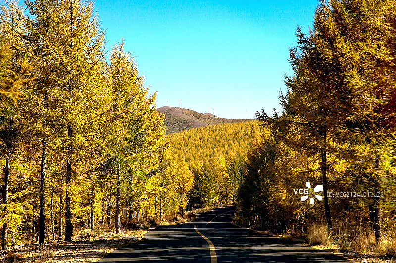 中国北方秋天的公路两旁竖立着黄色的挺拔的松树林图片素材