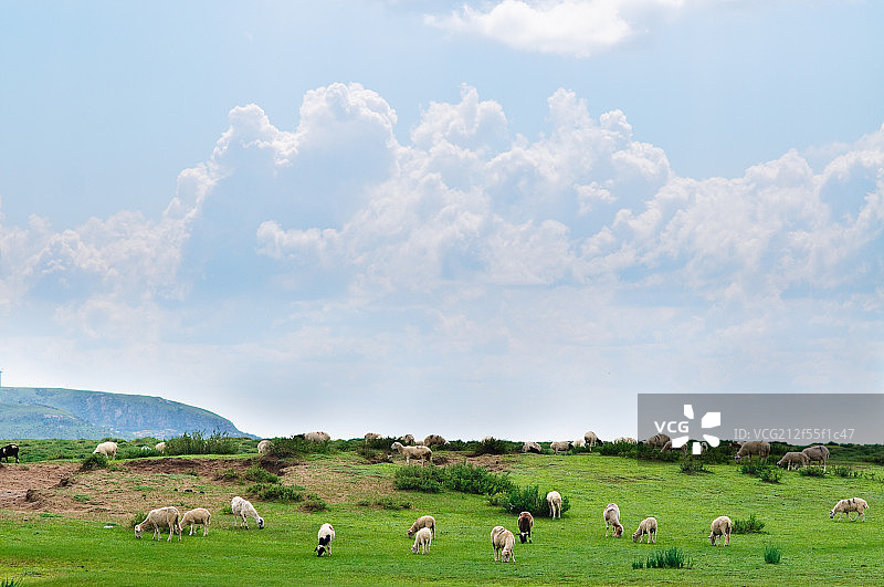 贡格尔草原放牧羊图片素材