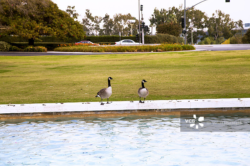 两只大雁站在池塘边图片素材
