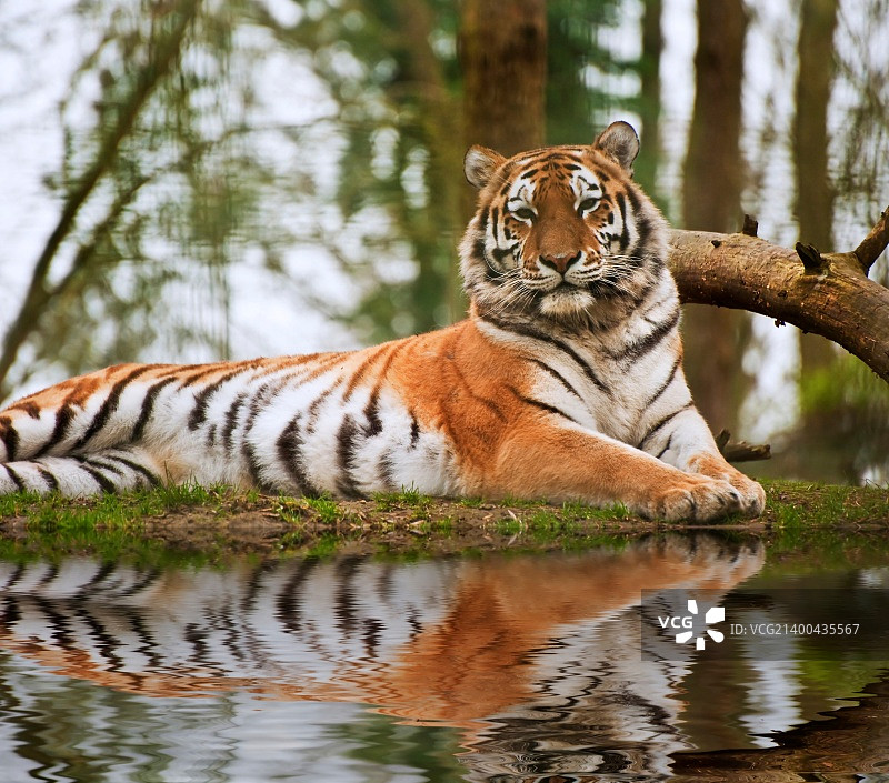 美丽的老虎放松在温暖的一天在水中的倒影图片素材