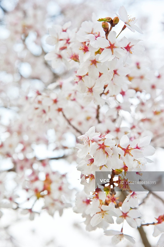 可爱明亮的高重点形象的春天开花树细节图片素材