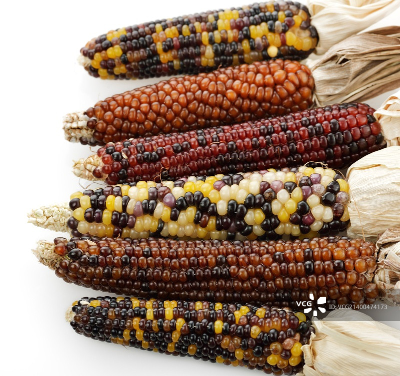 白色背景上的彩色印第安玉米图片素材