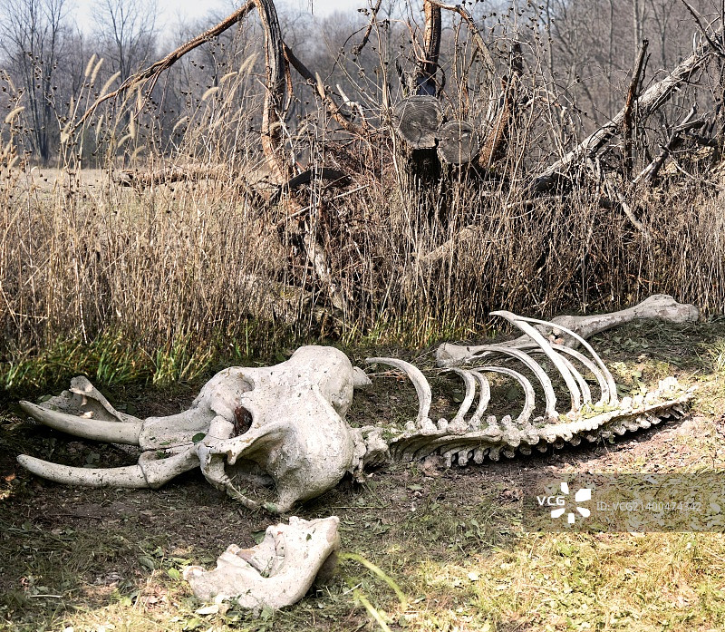 枯树旁的大象老骨架图片素材