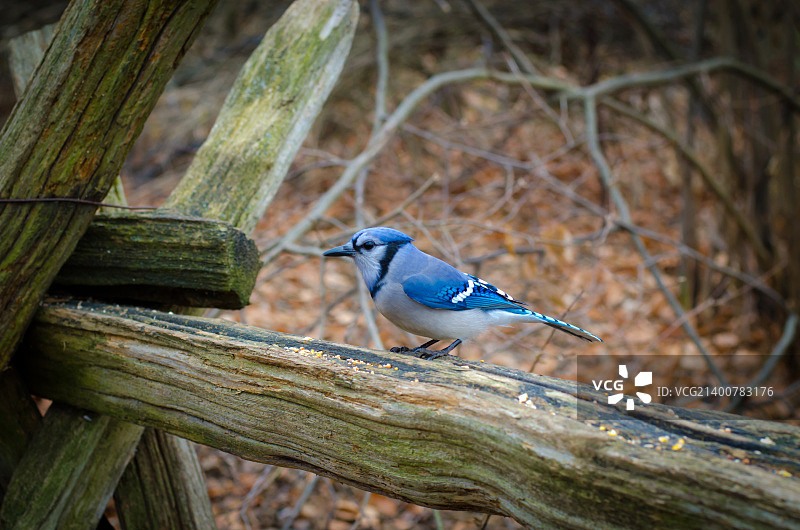 鸟栖息在木头上的特写镜头图片素材