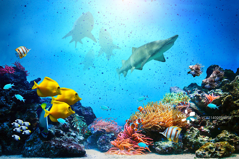 水下的场景。清澈的海洋里有珊瑚礁、鱼群和鲨鱼图片素材