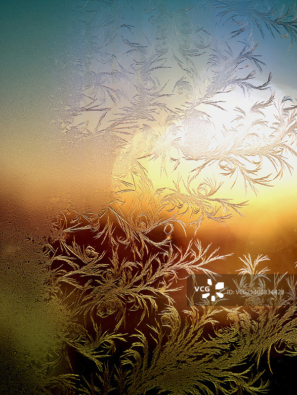 蕨类植物霜冻13图片素材