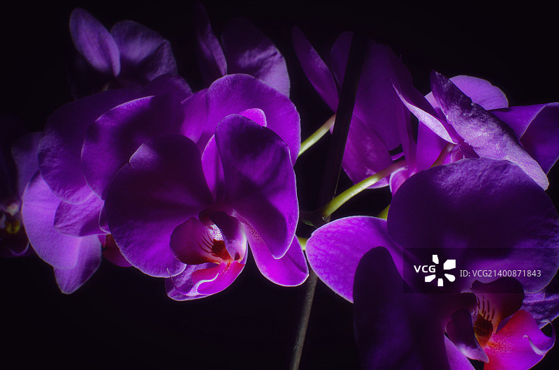 Orchid-2。背光图片素材
