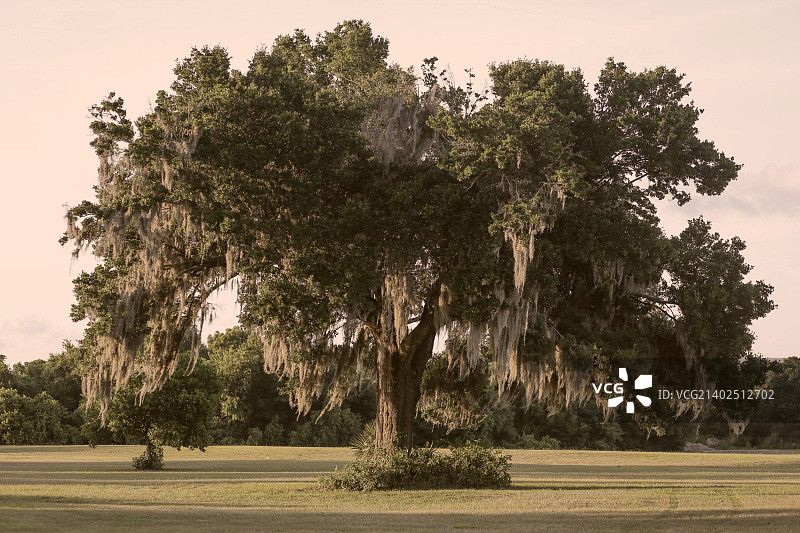 佛罗里达中部公墓树图片素材