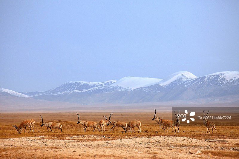 可可西里藏羚羊图片素材
