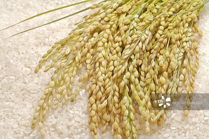 稻米,稻穗图片素材