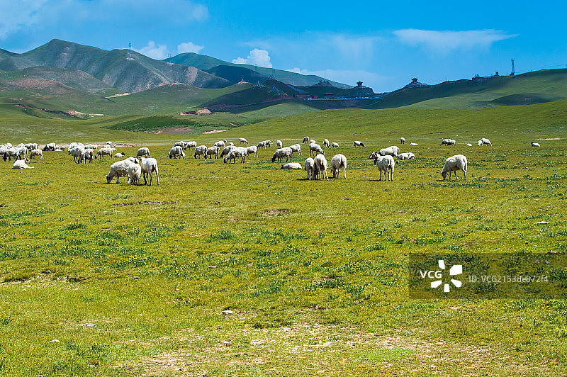 草原上放牧的羊群图片素材
