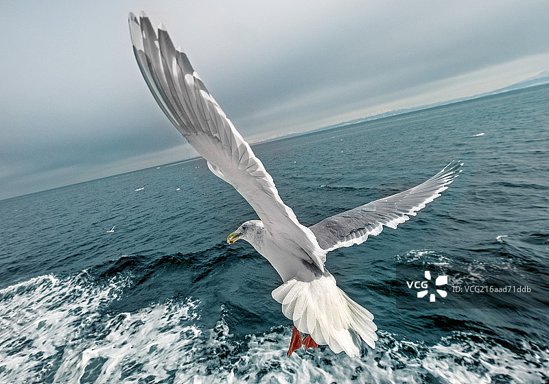 正在海面上翱翔的海鸥图片素材