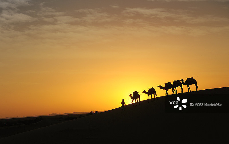 摩洛哥撒哈拉大沙漠上余晖中的驼队图片素材