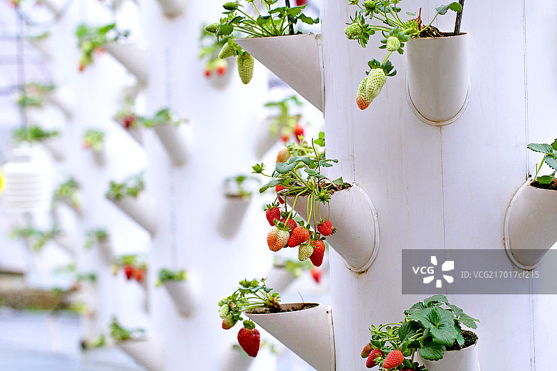 温室大棚中成熟的草莓图片素材