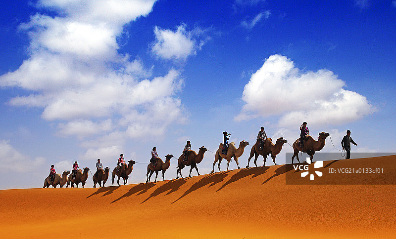 沙漠中的骆驼图片素材