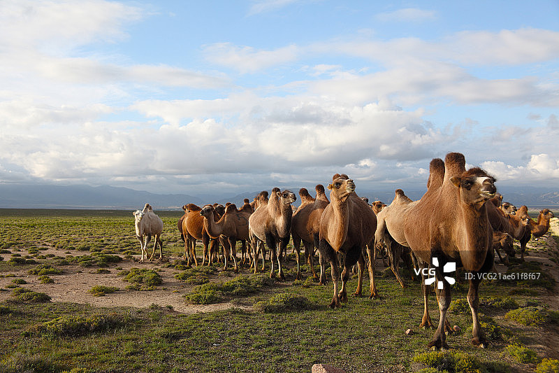 青海都兰戈壁滩骆驼图片素材