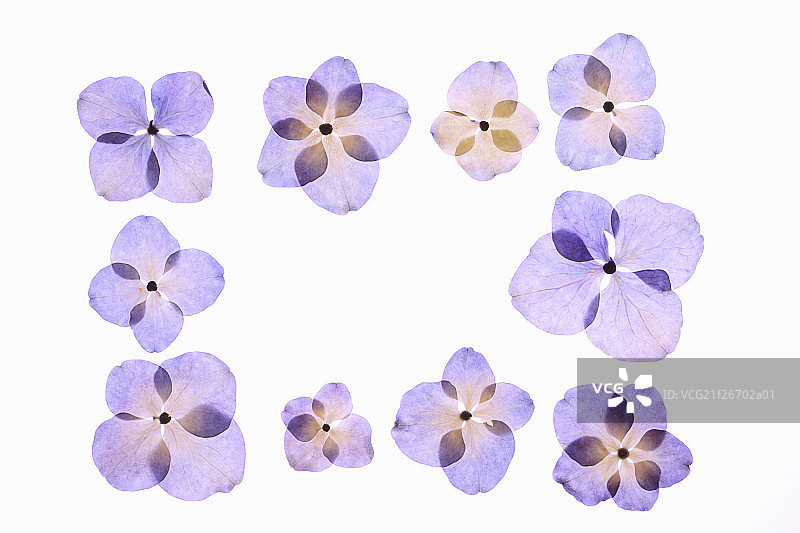 flower pattern图片素材