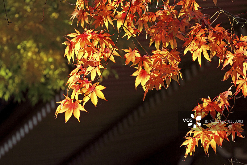 秋天的落叶图片素材