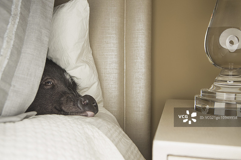 一只躺在床上的小肚皮猪。图片素材