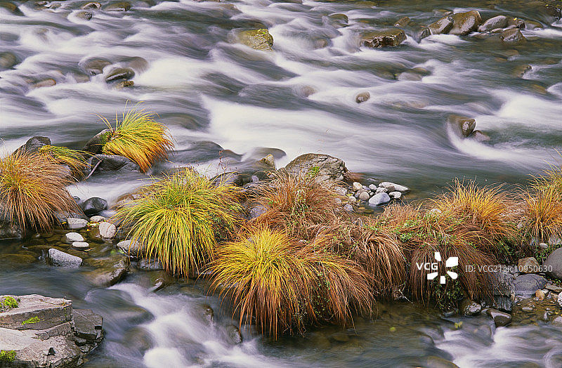 俄勒冈州甜溪的流水。秋天的树叶在水面上。图片素材