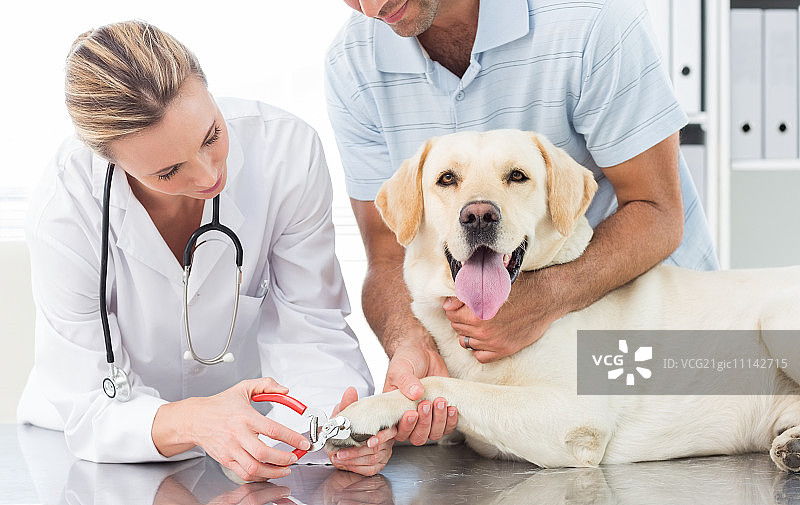 男主人的狗在诊所里被女兽医修剪爪子图片素材