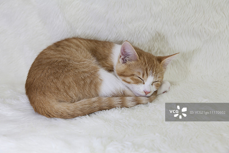 小黄猫睡在白毯子上图片素材