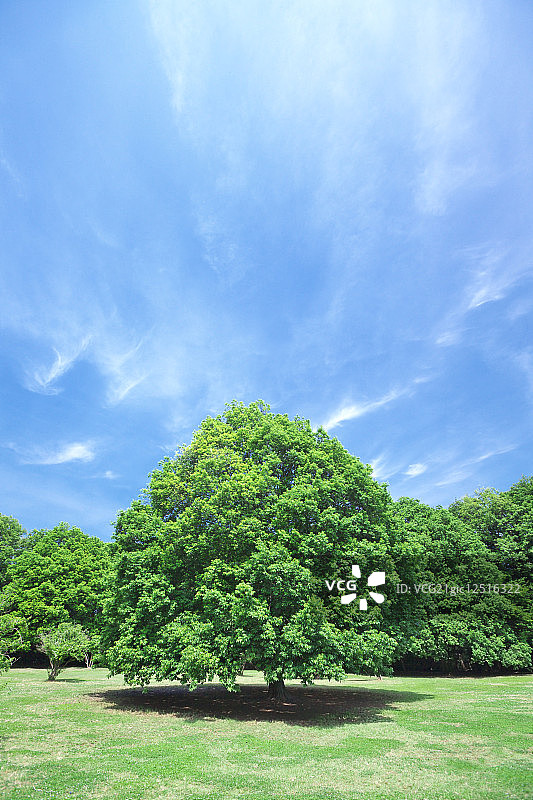 日本神奈川县川崎市一个公园里的树木和草坪图片素材