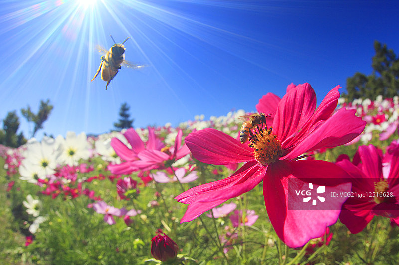 蜜蜂在宇宙花丛中图片素材