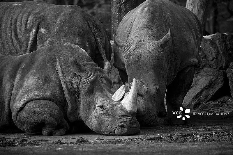 犀牛在泥中休息，日本富士野生动物园图片素材