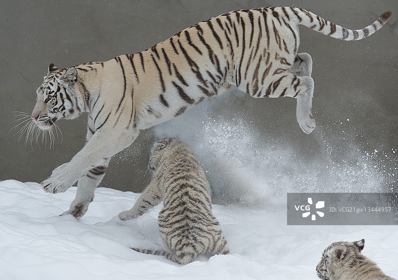 一只老虎妈妈带着她的两只幼崽在雪地里奔跑。图片素材