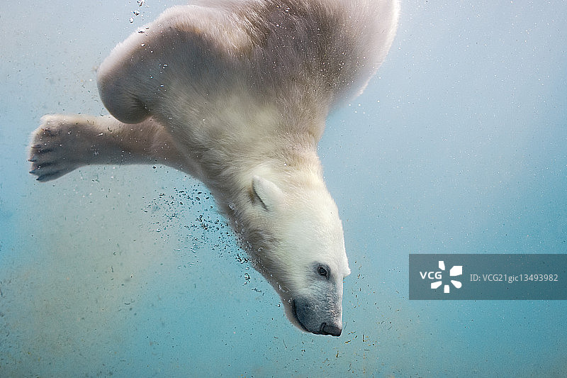 北极熊在水下游泳。图片素材