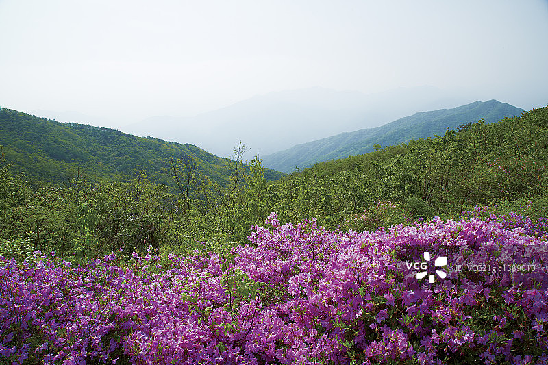吉里山国家公园，Jeonbuk,Namwon图片素材