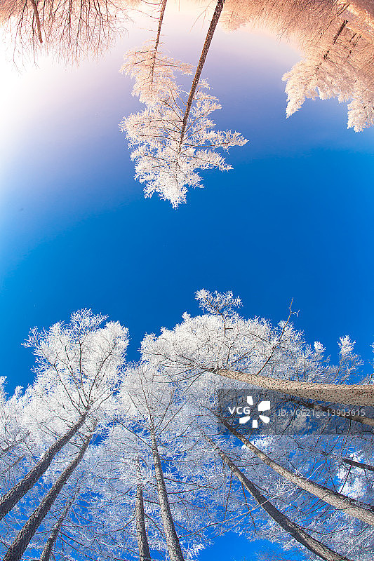 阿尔山之冬天图片素材