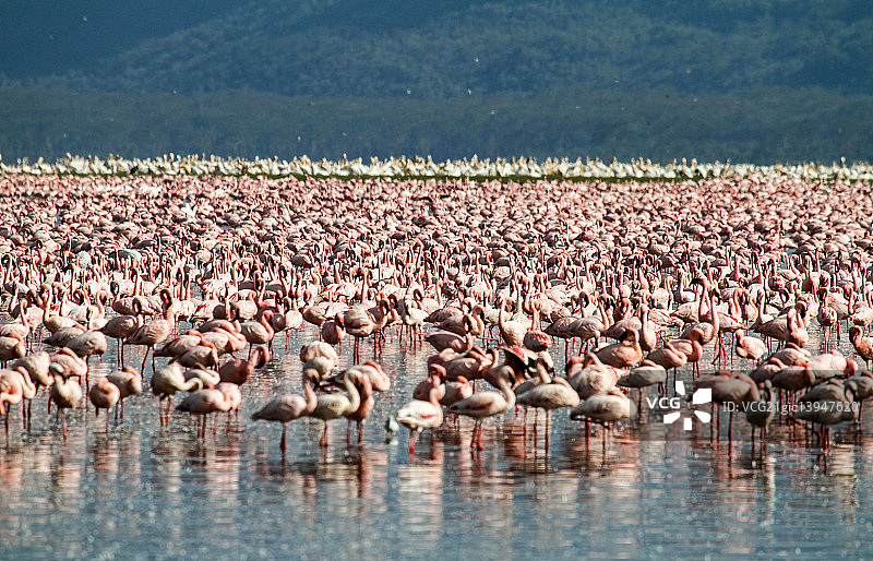 纳库鲁湖密集的火烈鸟图片素材