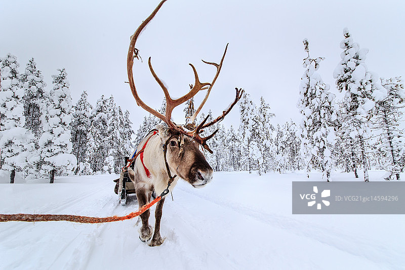 雪中行走的驯鹿图片素材