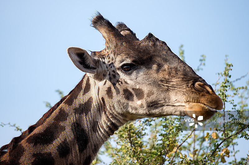 Giraffa鹿豹座(长颈鹿)图片素材