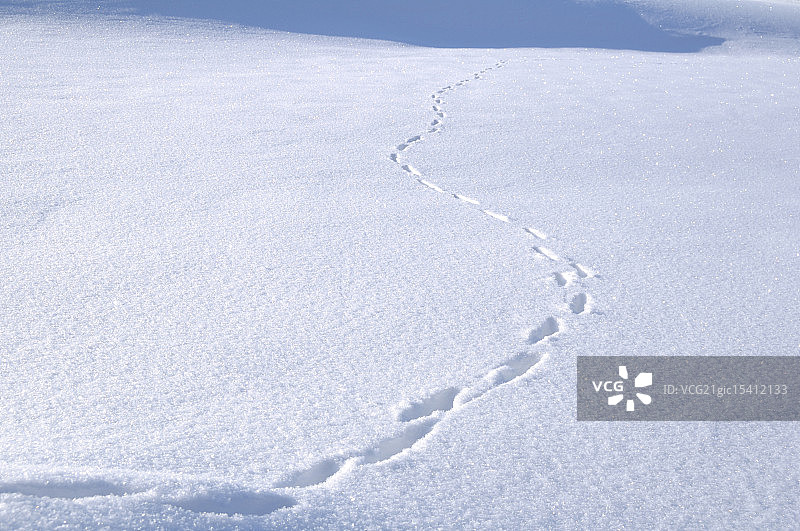 雪地上的动物足迹图片素材