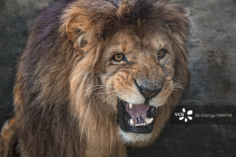 愤怒的狮子大图片素材